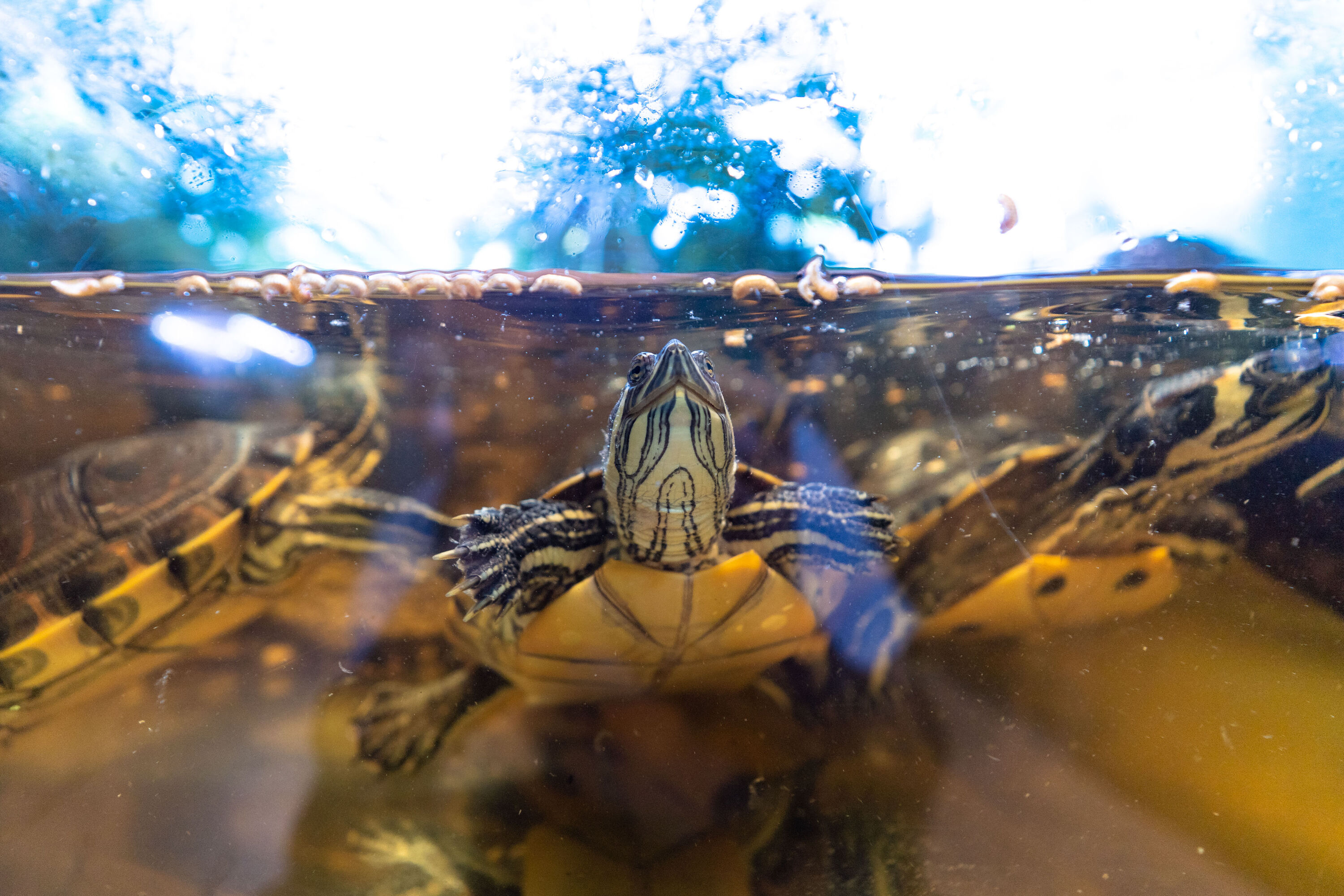 Zbliżenie na terrarium, w którym pływa żółw